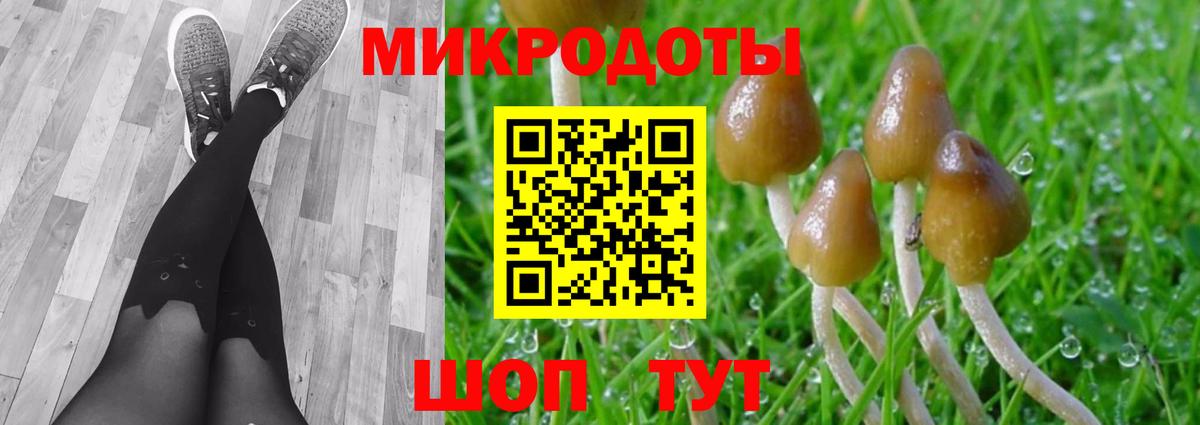 Псилоцибиновые грибы Psilocybe Ялуторовск